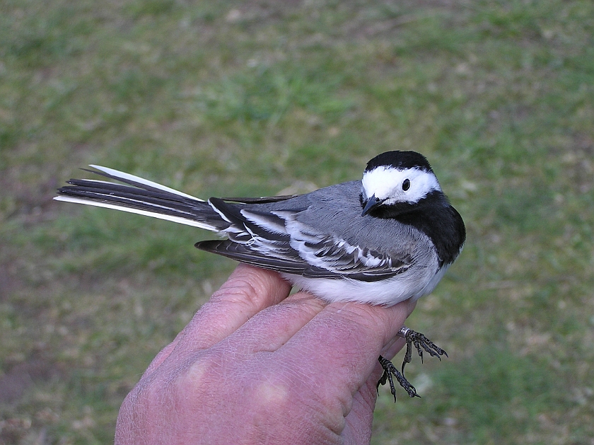 White Wagtail, Sundre 20070501